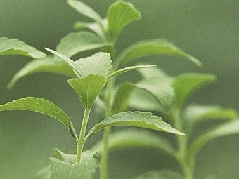  Plant Extract Stevia